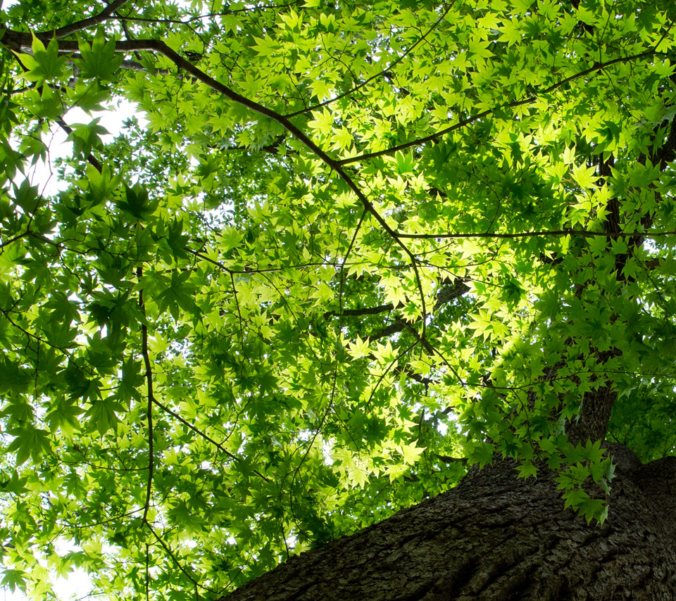 樹木の緑　自然の緑　スマートフォン壁紙