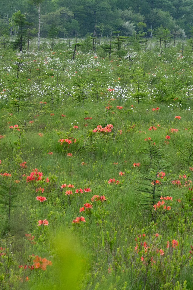 レンゲツツジ　高山植物　スマートフォン壁紙