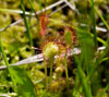 マルバモウセンゴケ　高山植物のスマホ待ちうけ