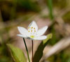 ウメバチソウ（？）　高山植物のスマートフォン待受け