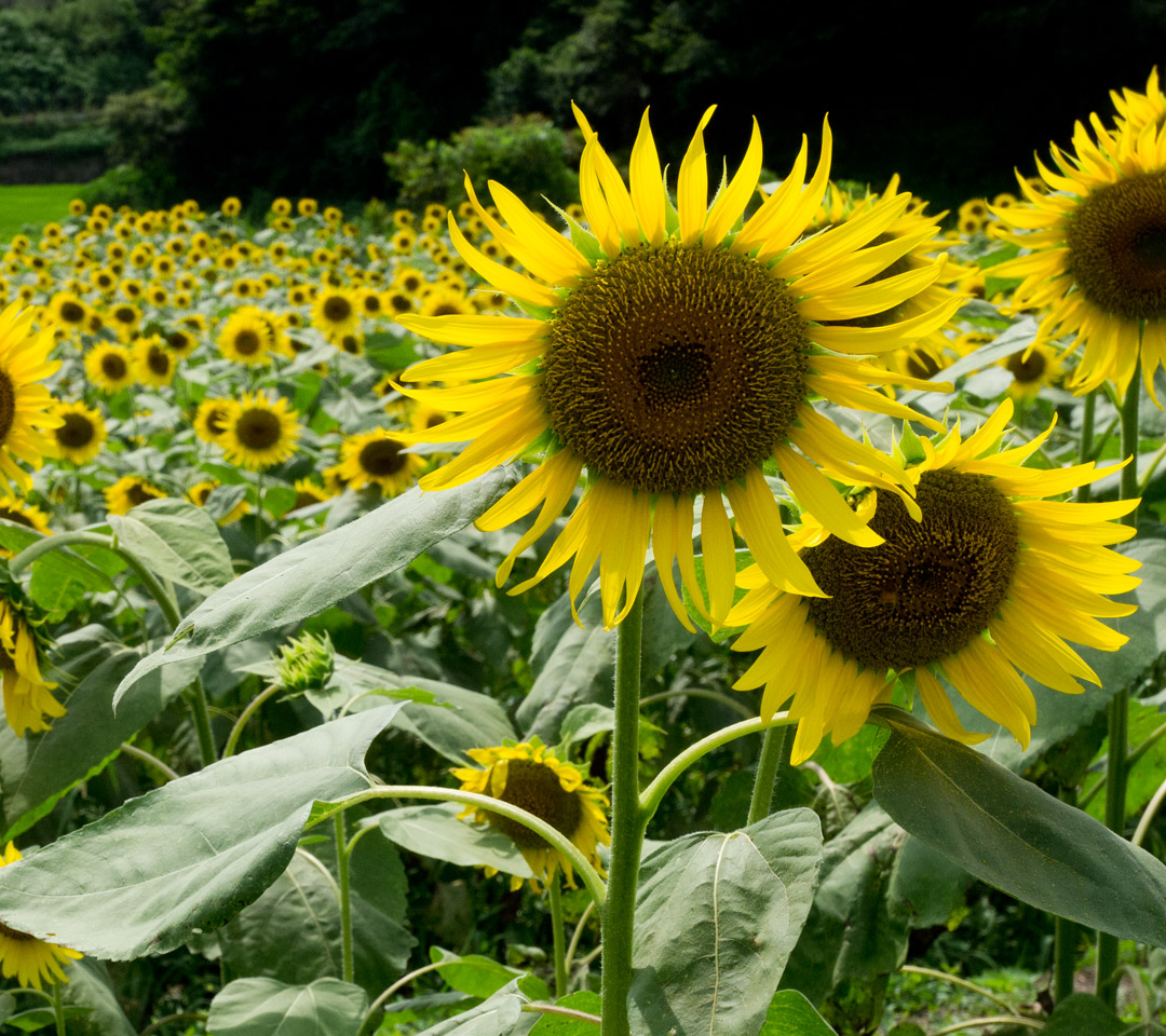 福岡県の田舎まち　花　スマートフォン壁紙