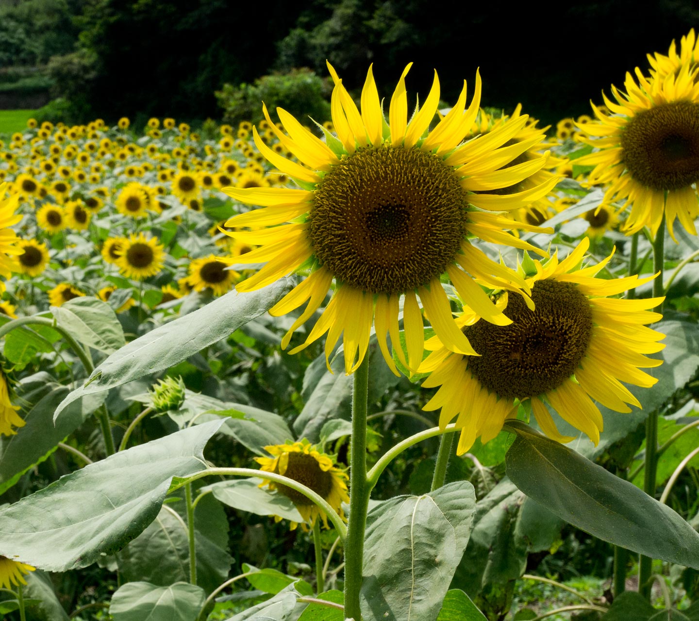 福岡県の田舎まち　花　スマートフォン壁紙