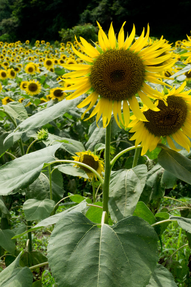 福岡県の田舎まち　花　スマートフォン壁紙