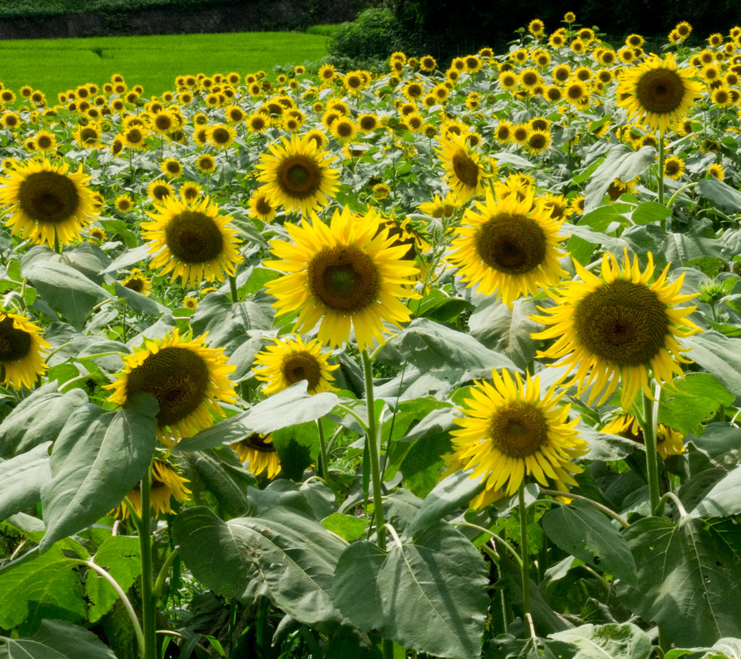 福岡県の田舎まち　花　スマートフォン壁紙