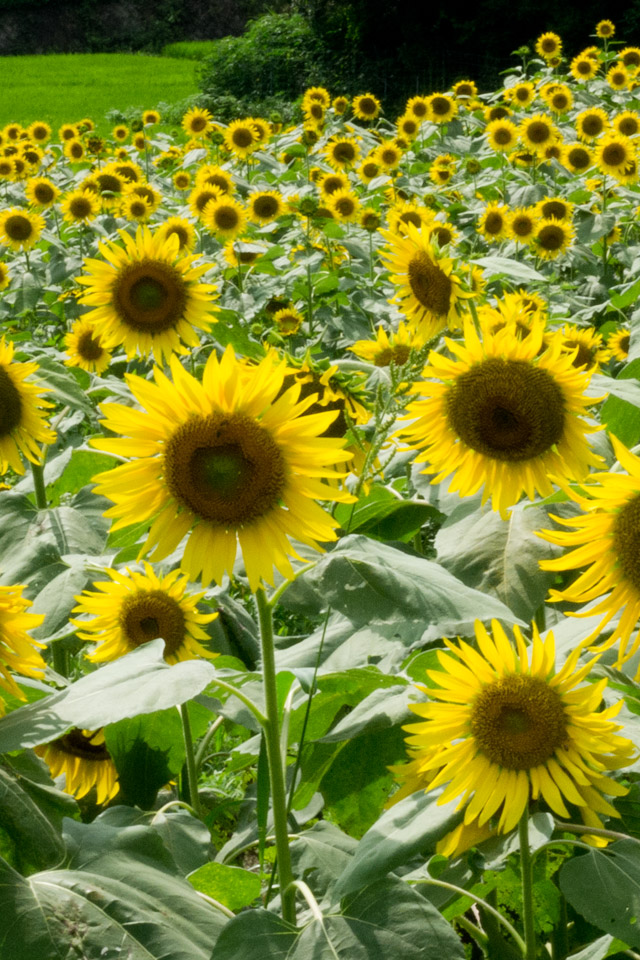 福岡県の田舎まち　花　スマートフォン壁紙