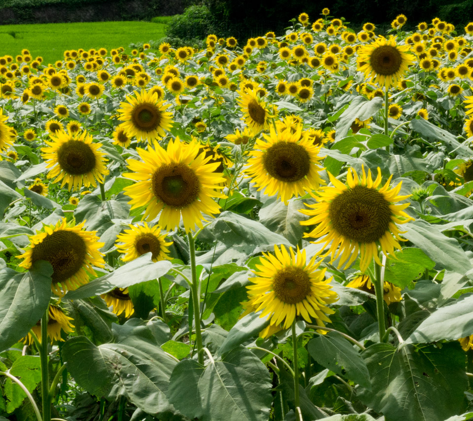 福岡県の田舎まち　花　スマートフォン壁紙