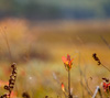 草紅葉を背景に小さな秋　シンプルのスマートフォン壁紙