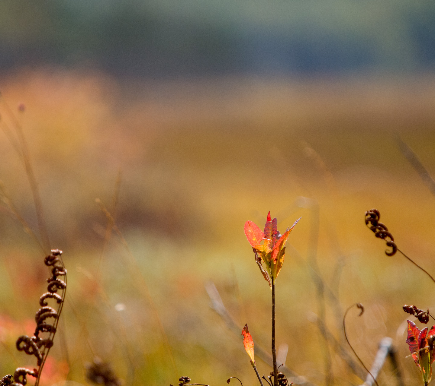 草紅葉を背景に小さな秋　シンプル　スマートフォン壁紙