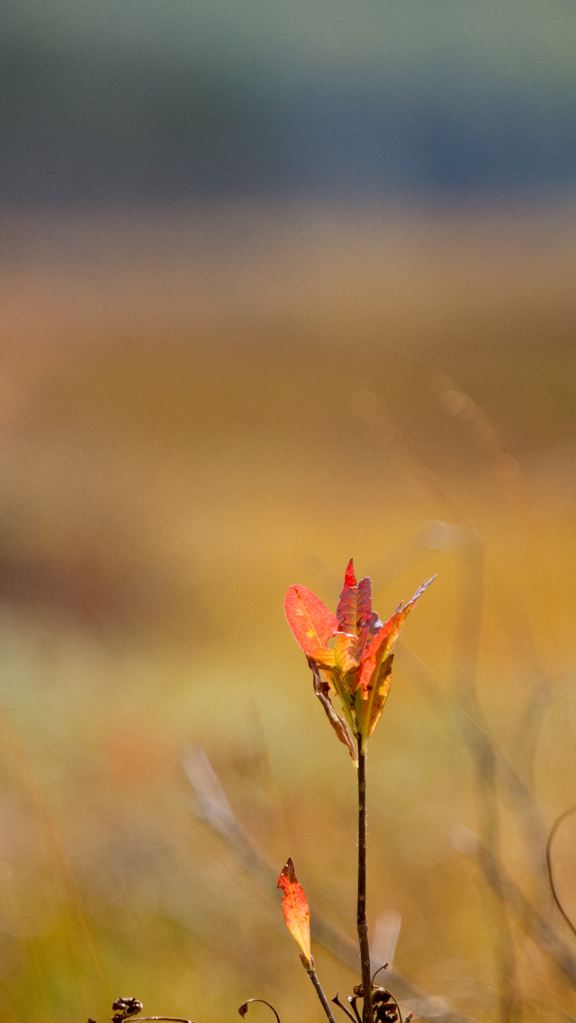 草紅葉を背景に小さな秋　シンプル　スマートフォン壁紙