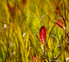 草紅葉と真っ赤な葉　シンプルのスマホ壁紙