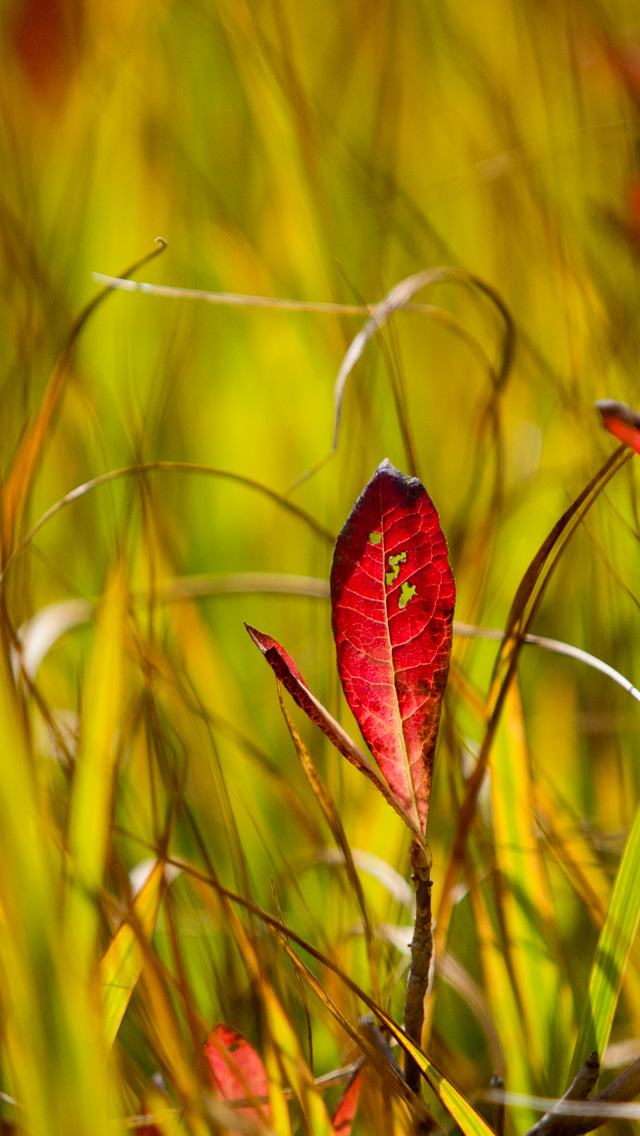 草紅葉と真っ赤な葉　シンプル　スマートフォン壁紙