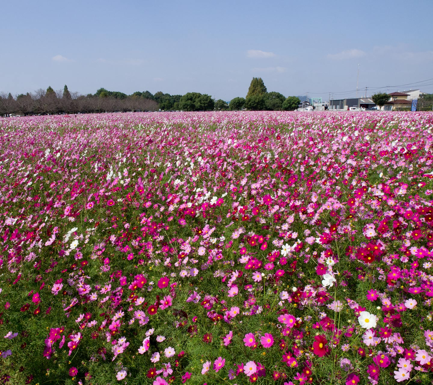 キリン　ビアパーク福岡のコスモス畑　花　（コスモス）　スマートフォン壁紙