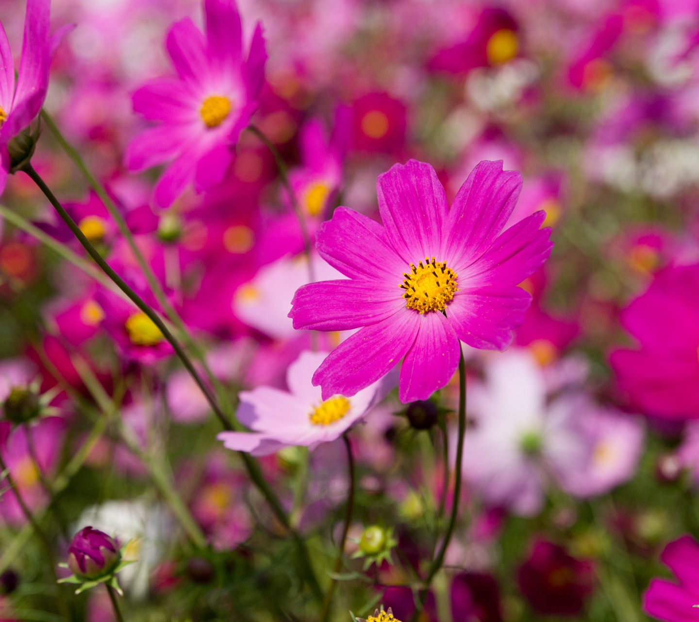 秋の花　コスモス　花　（コスモス）　スマートフォン壁紙