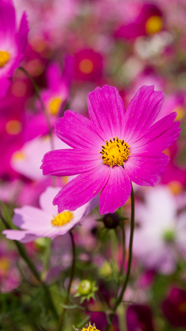 秋の花　コスモス　花　（コスモス）　スマートフォン壁紙