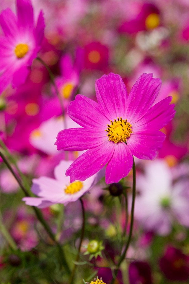 秋の花　コスモス　花　（コスモス）　スマートフォン壁紙