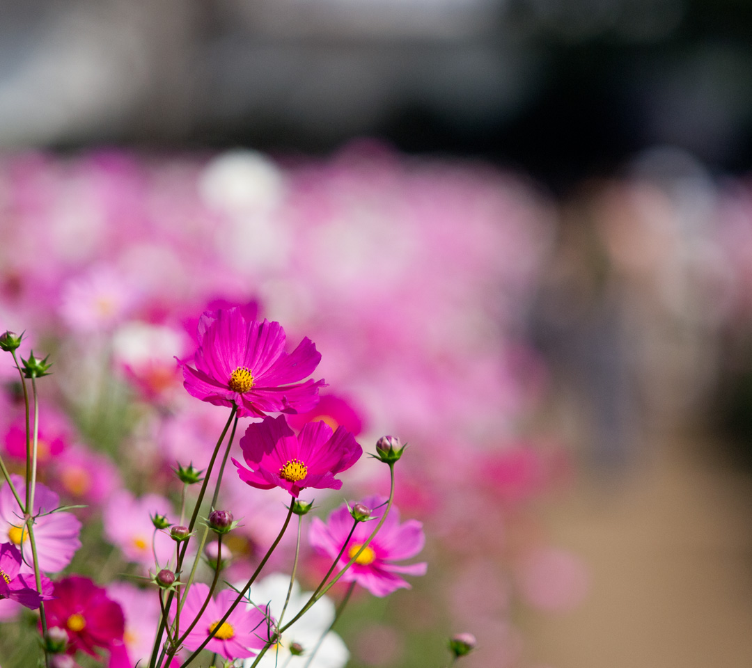 コスモスの花壇　花　（コスモス）　スマートフォン壁紙