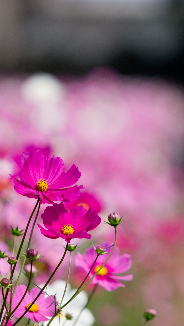 コスモスの花壇　花　（コスモス）　スマートフォン壁紙