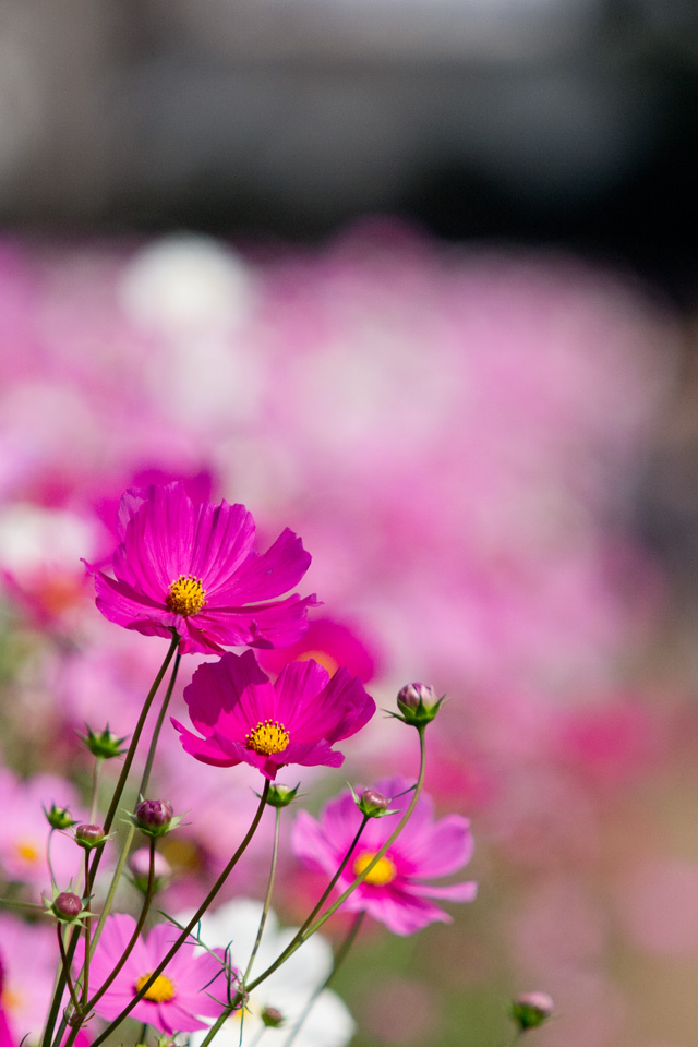 コスモスの花壇　花　（コスモス）　スマートフォン壁紙