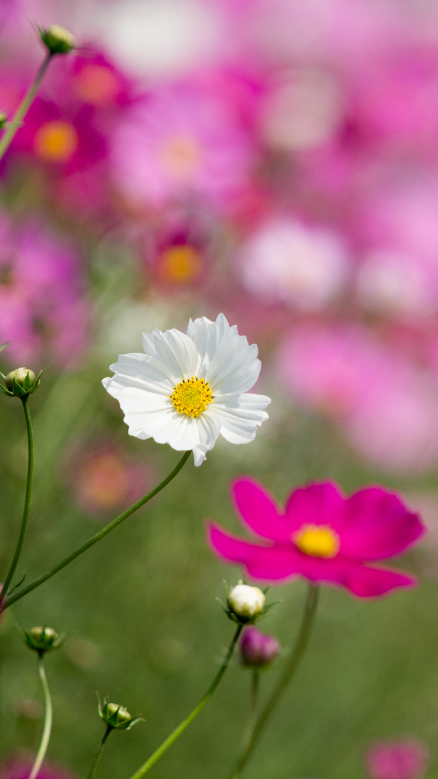 秋の花　コスモス　シンプル　（秋）　スマートフォン壁紙