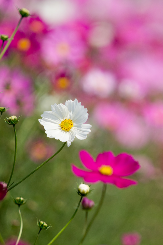 秋の花　コスモス　シンプル　（秋）　スマートフォン壁紙