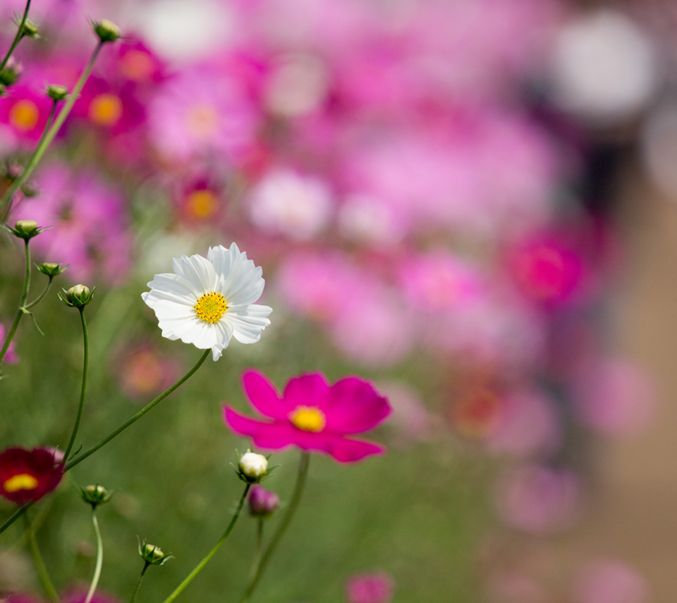 秋の花　コスモス　シンプル　（秋）　スマートフォン壁紙