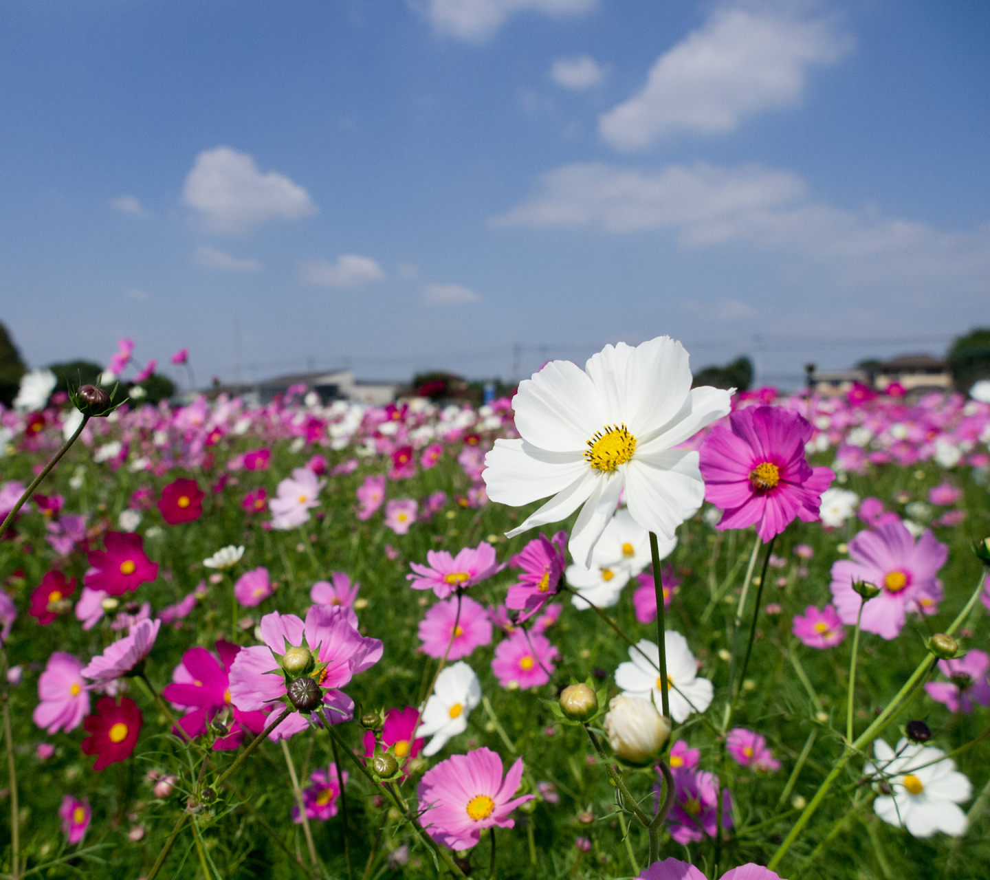 青空と白いコスモス　花　（コスモス）　スマートフォン壁紙