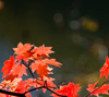 真っ赤な紅葉　シンプル・秋のスマートフォン壁紙