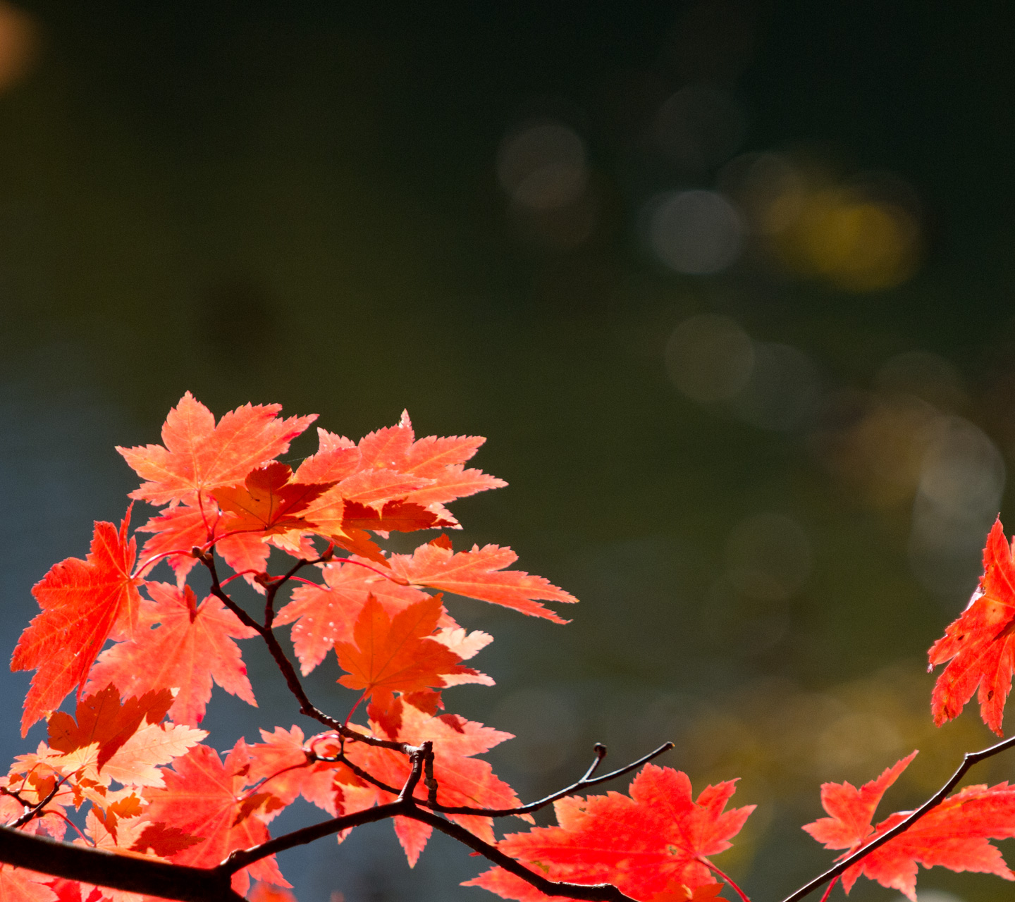 真っ赤な紅葉　シンプル・秋　スマートフォン壁紙