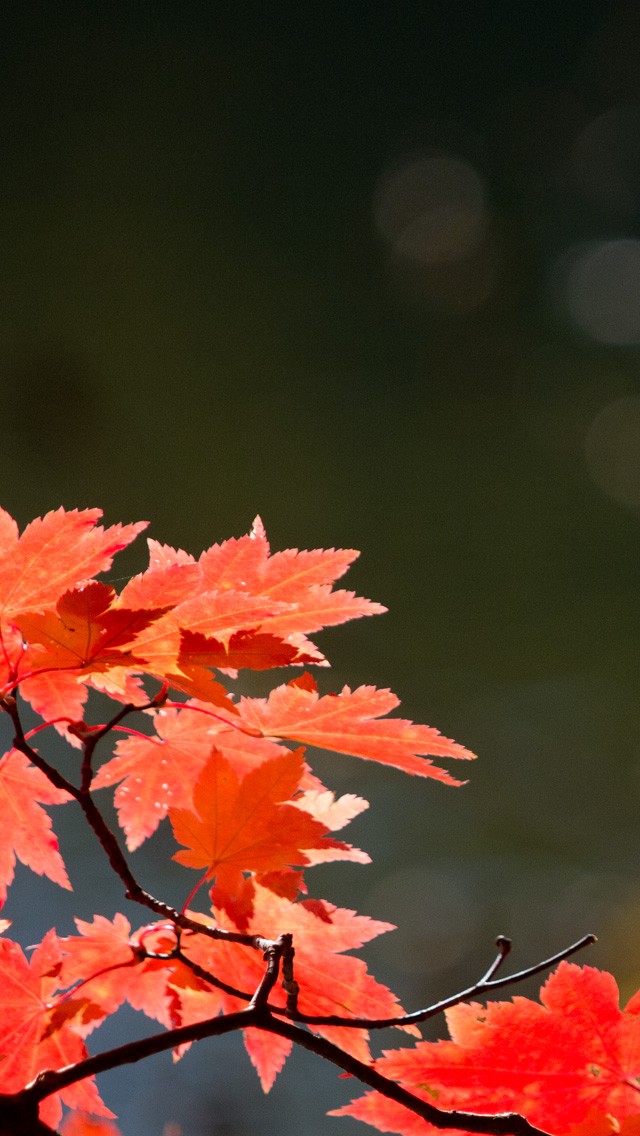 真っ赤な紅葉　シンプル・秋　スマートフォン壁紙