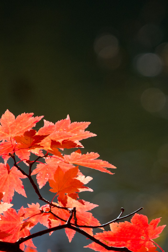 真っ赤な紅葉　シンプル・秋　スマートフォン壁紙