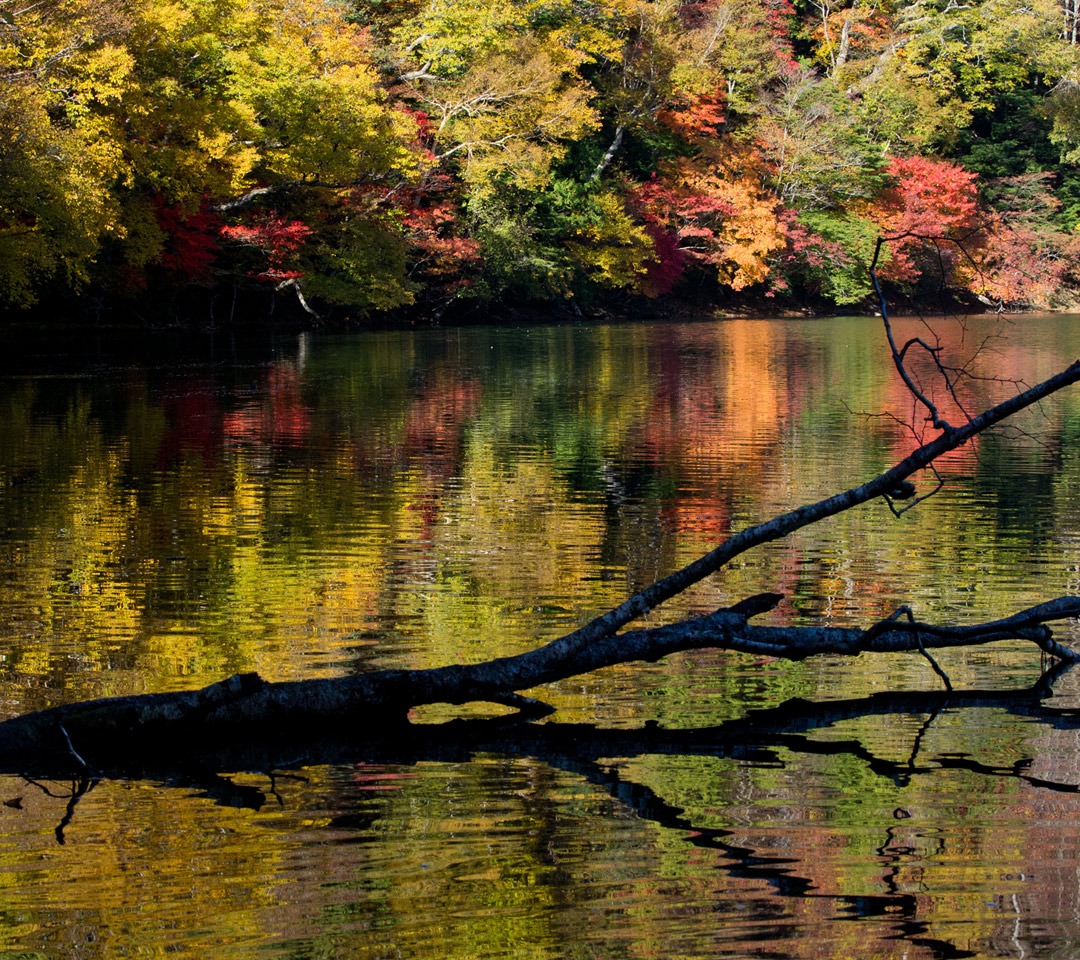 湯ノ湖の紅葉　湖・川　スマートフォン壁紙