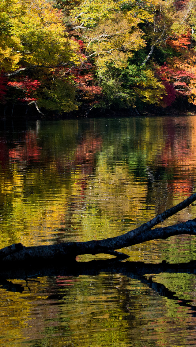 湯ノ湖の紅葉　湖・川　スマートフォン壁紙