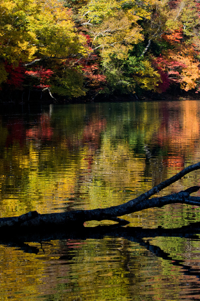 湯ノ湖の紅葉　湖・川　スマートフォン壁紙