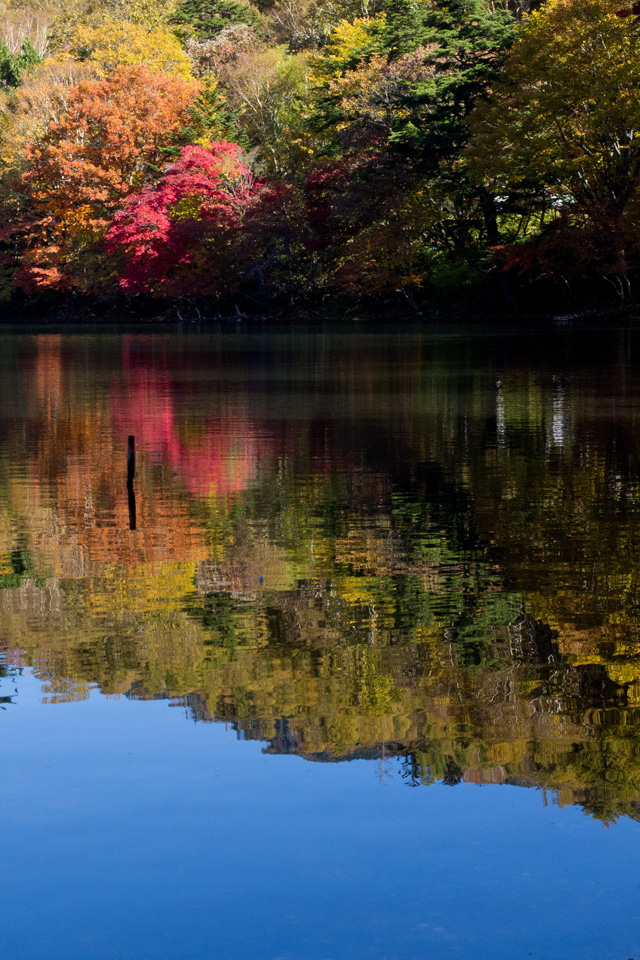 水面に映る紅葉と青空　湖・川　スマートフォン壁紙