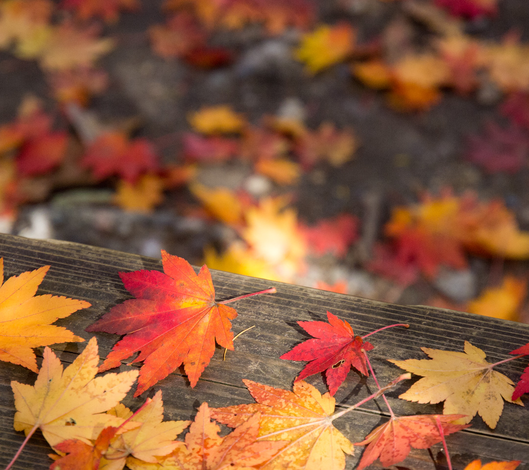 紅葉の落ち葉　紅葉　スマートフォン壁紙