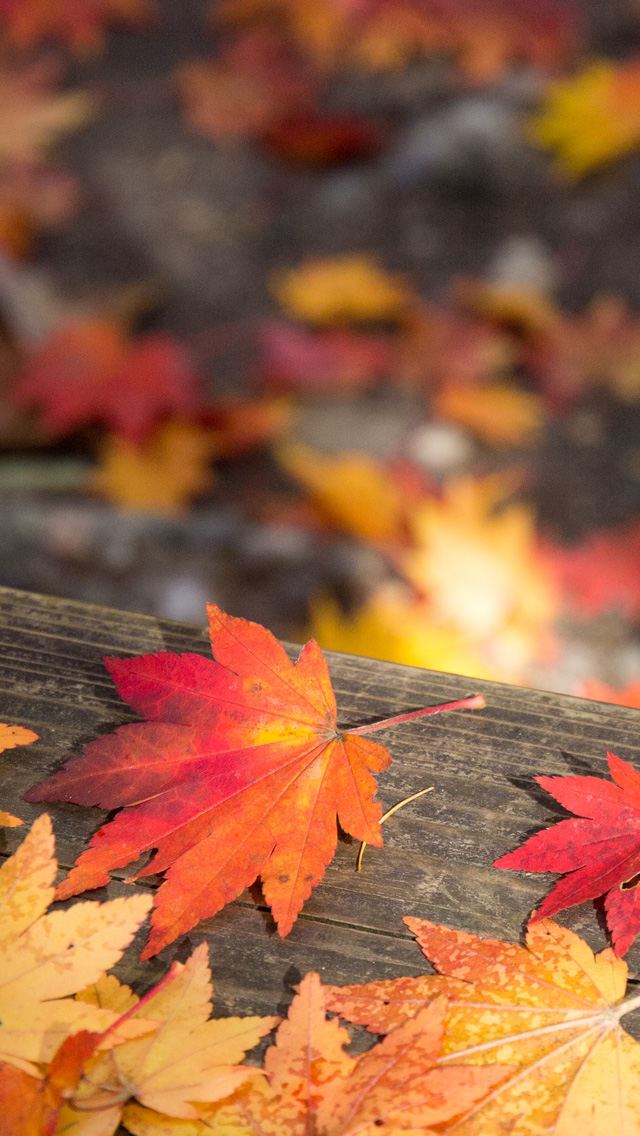 紅葉の落ち葉　紅葉　スマートフォン壁紙