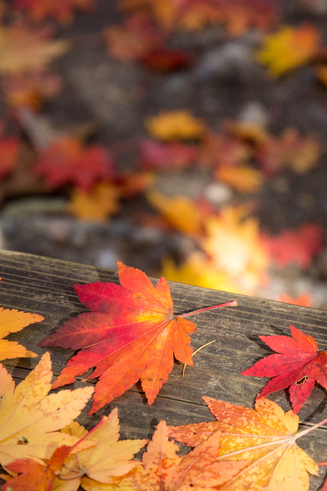 紅葉の落ち葉　紅葉　スマートフォン壁紙