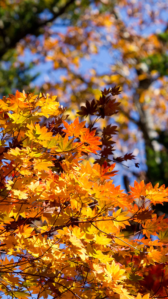 黄色の紅葉　紅葉　スマートフォン壁紙