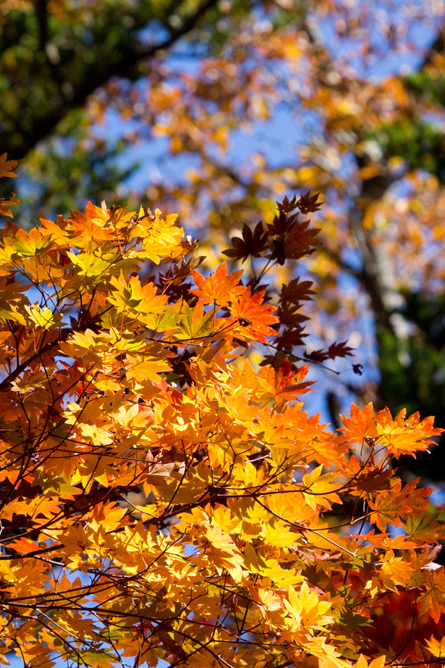 黄色の紅葉　紅葉　スマートフォン壁紙