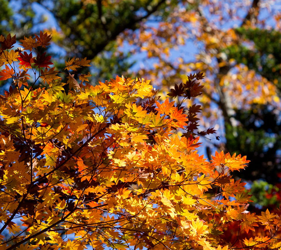 黄色の紅葉　紅葉　スマートフォン壁紙