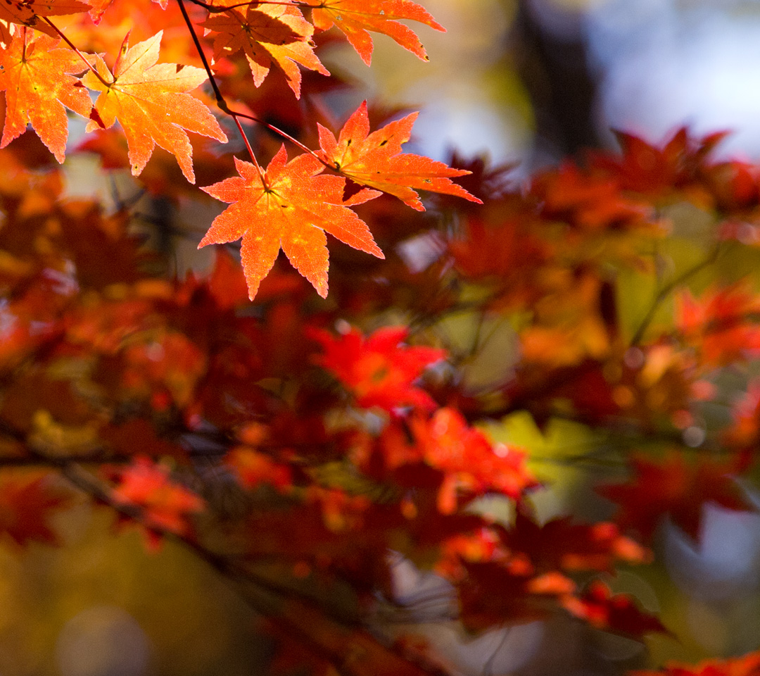 紅葉　シンプルな秋　シンプル・秋　スマートフォン壁紙