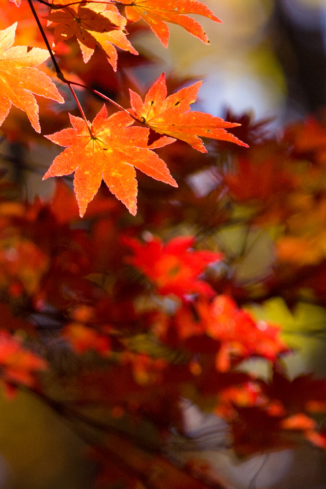 紅葉　シンプルな秋　シンプル・秋　スマートフォン壁紙