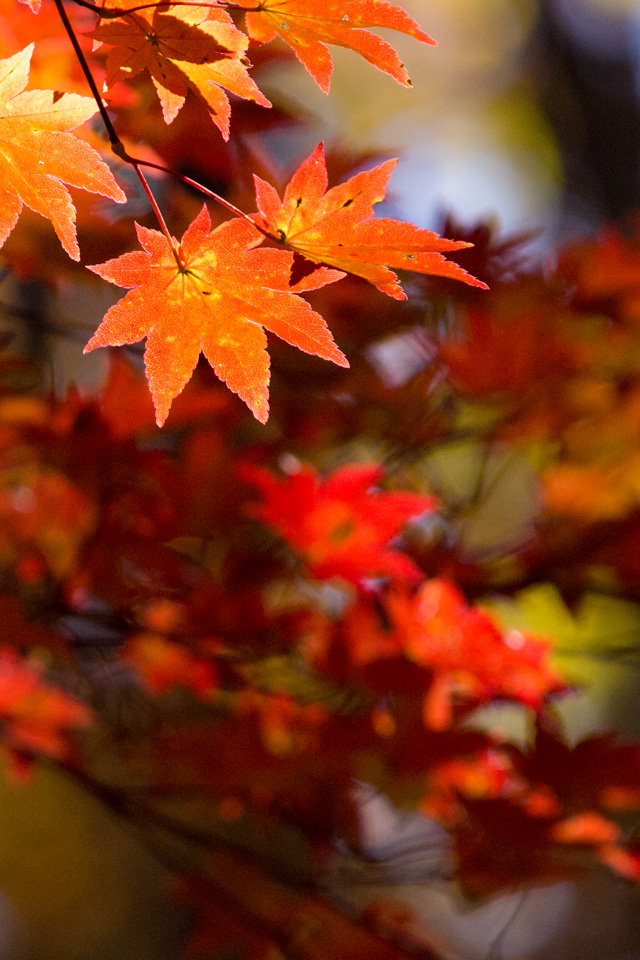 紅葉 シンプルな秋 スマートフォン無料壁紙 640 960 Iphone向け