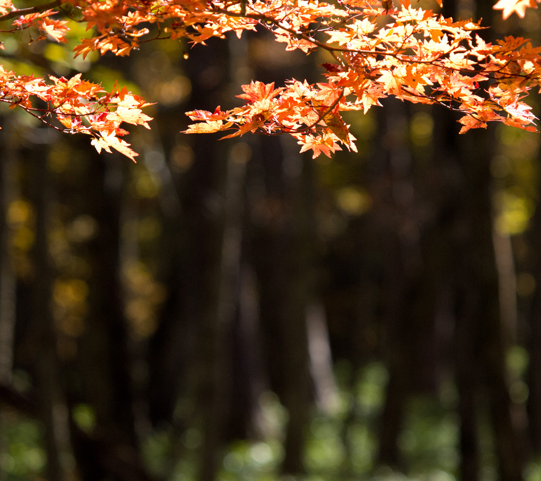 森の紅葉　秋の景色　スマートフォン壁紙