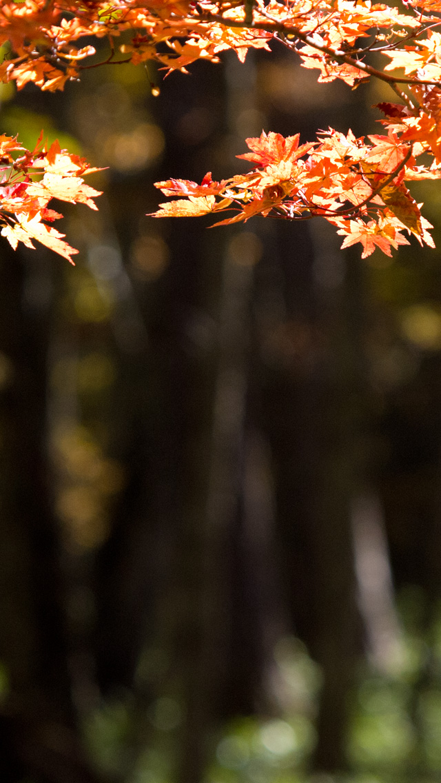森の紅葉　秋の景色　スマートフォン壁紙