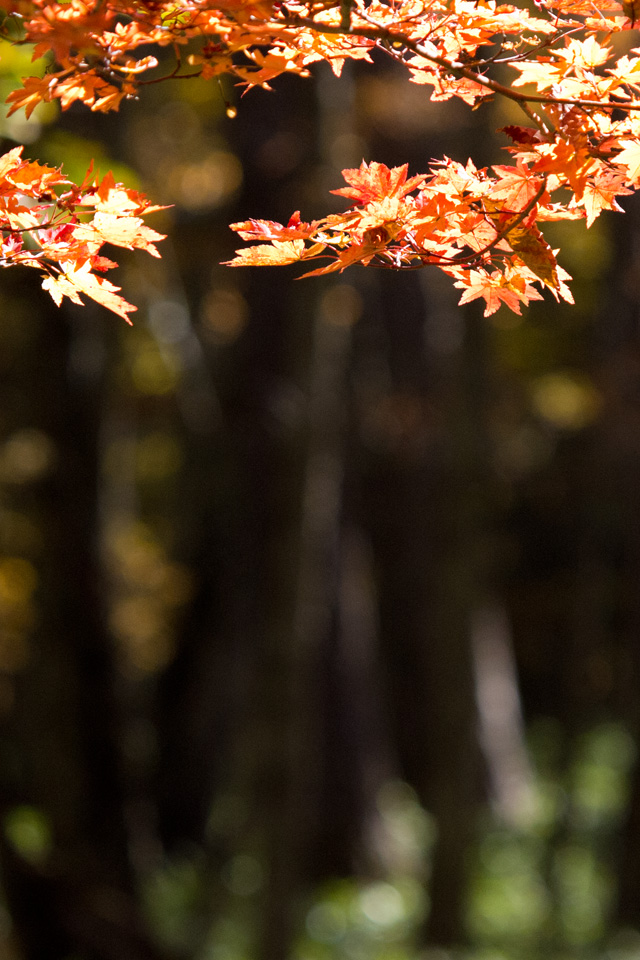 森の紅葉　秋の景色　スマートフォン壁紙