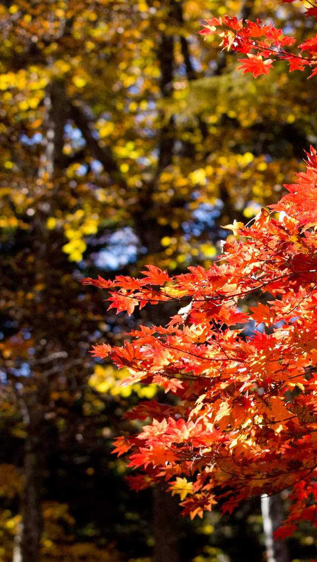 黄・赤の紅葉　紅葉　スマートフォン壁紙