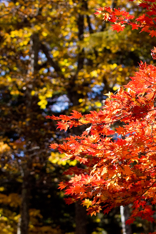 黄・赤の紅葉　紅葉　スマートフォン壁紙