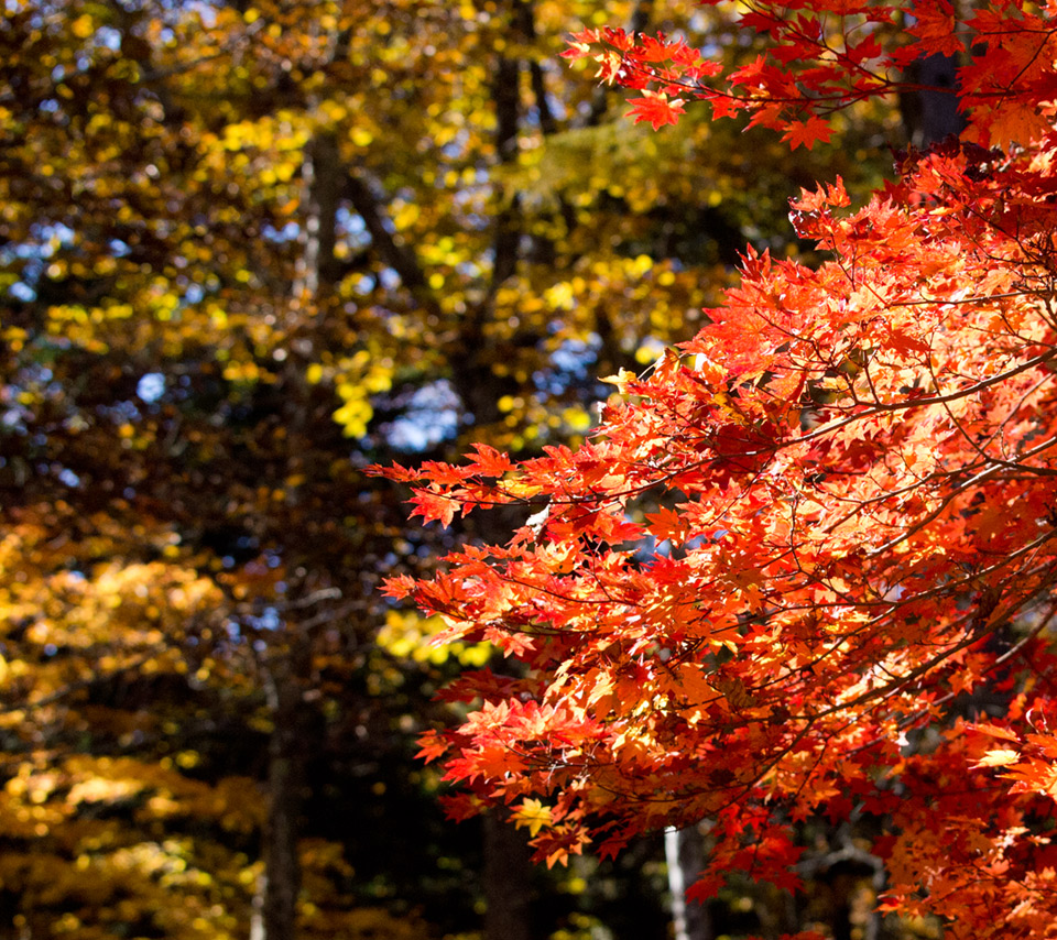 黄・赤の紅葉　紅葉　スマートフォン壁紙