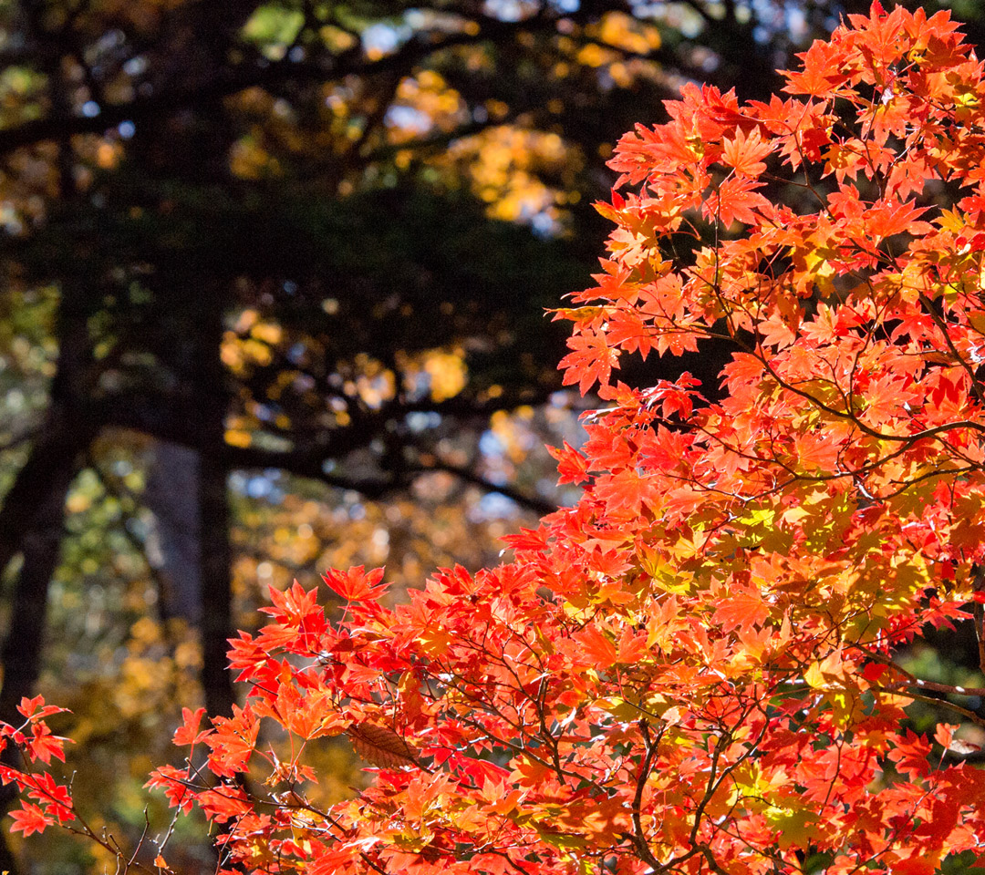 秋の紅葉　紅葉　スマートフォン壁紙